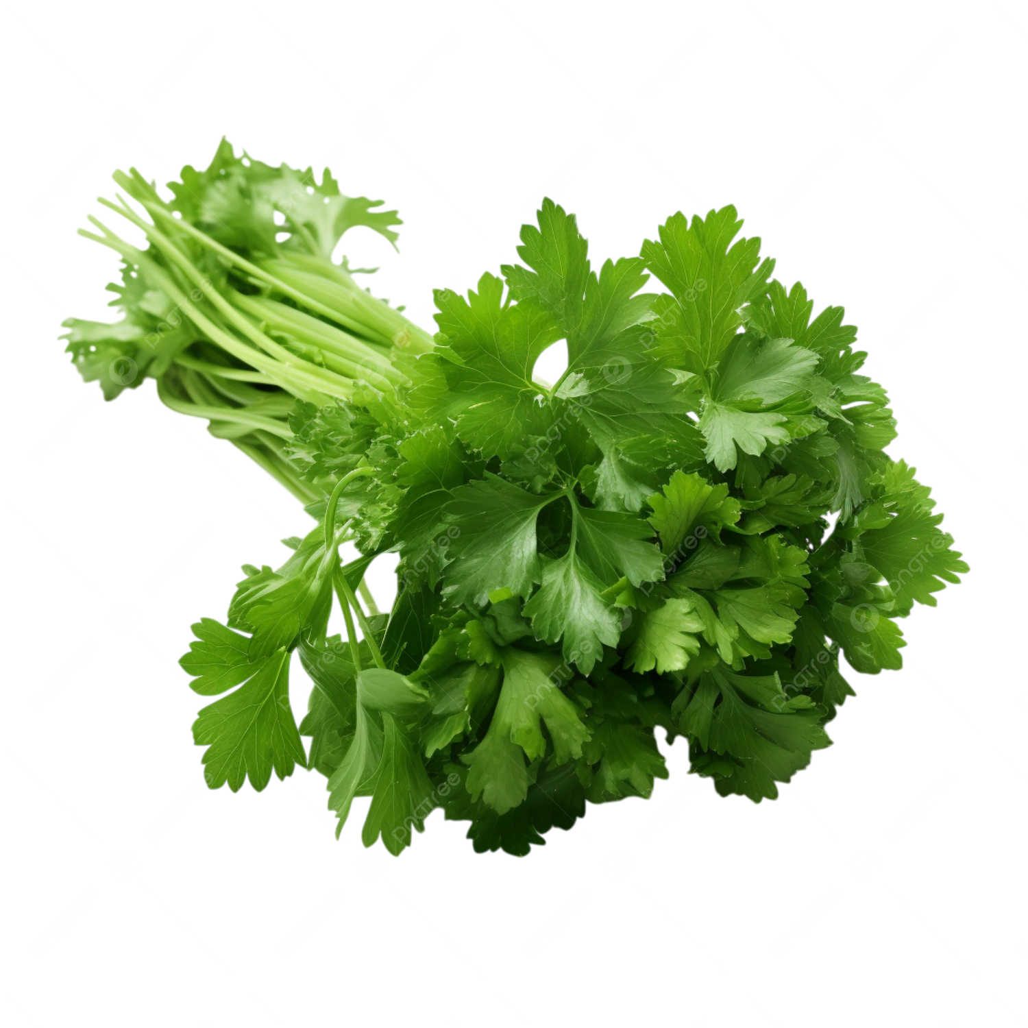 Botte de coriandre