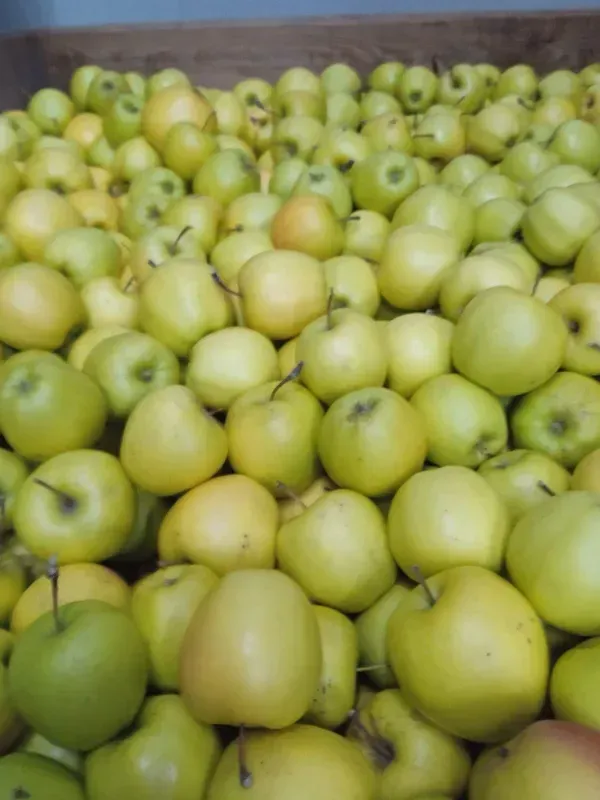 Pomme golden - 1kg
