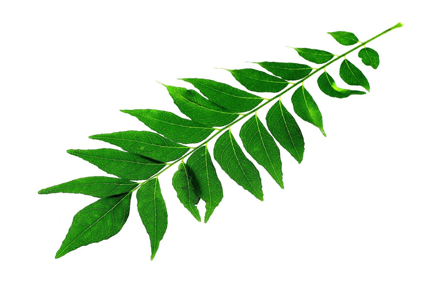 Fresh Curry Leaves (With Stems)