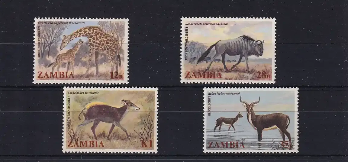Zambia 1983 Local Mammals. UMM