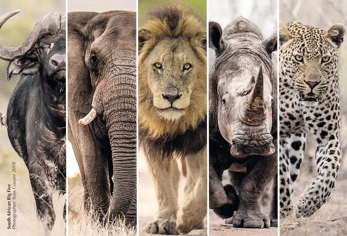 South Africa 2018 Big 5 Animals/Mammals, Postcard