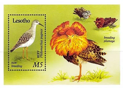 Lesotho 1989 Migrant Birds (ss)-MNH(**) Lesotho 1989 Migrant Birds (ss)-MNH(**)