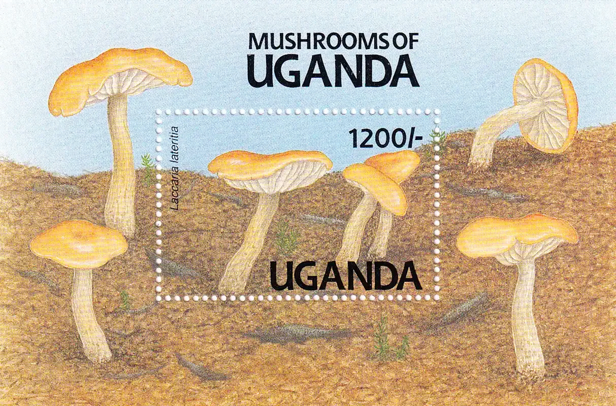 Uganda 1991 Mushrooms, (SS) #1 MNH(**)