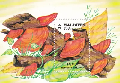 Maldives 1992 Mushrooms. Trametes cinnabarina. (SS). MNH(**) Maldives 1992 Mushrooms. Trametes cinnabarina. (SS). MNH(**)