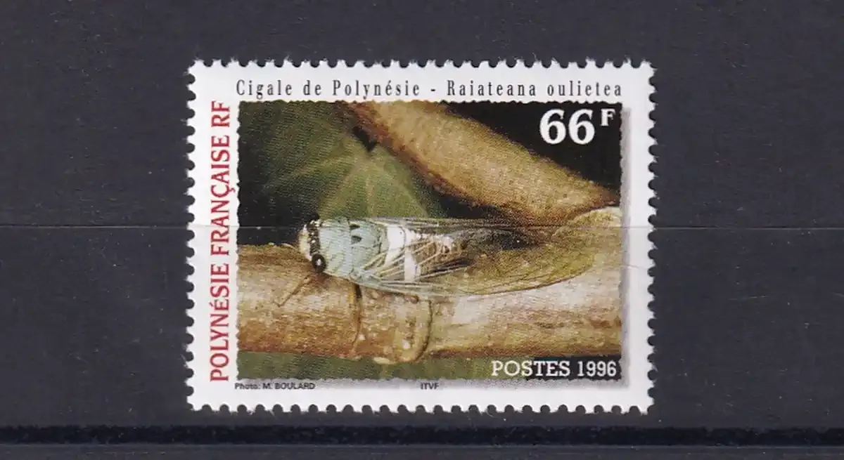France (French Polynesia) 1996 Polynesian Cicada, Insects (1v)-MNH(**) France (French Polynesia) 1996 Polynesian Cicada, Insects (1v)-MNH(**)