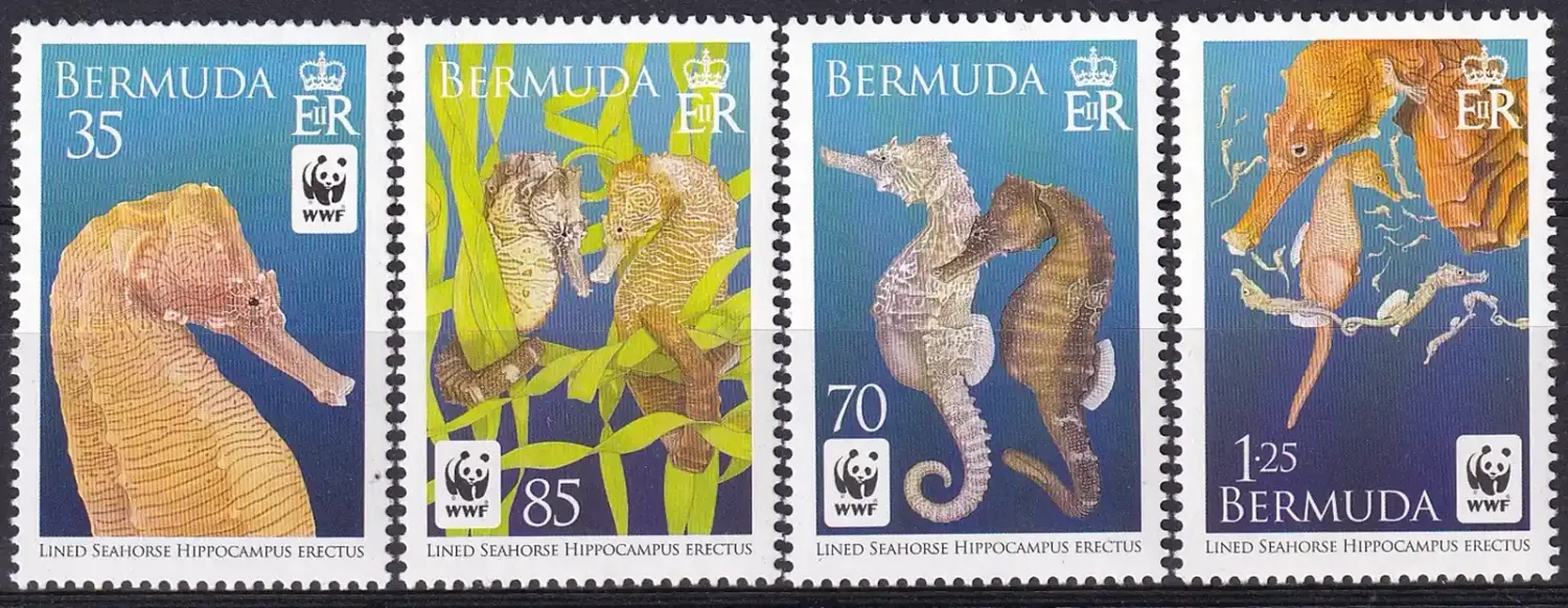 Bermuda 2010 WWF Issue - Lined Seahorse (4v). MNH(**) Bermuda 2010 WWF Issue - Lined Seahorse (4v). MNH(**)