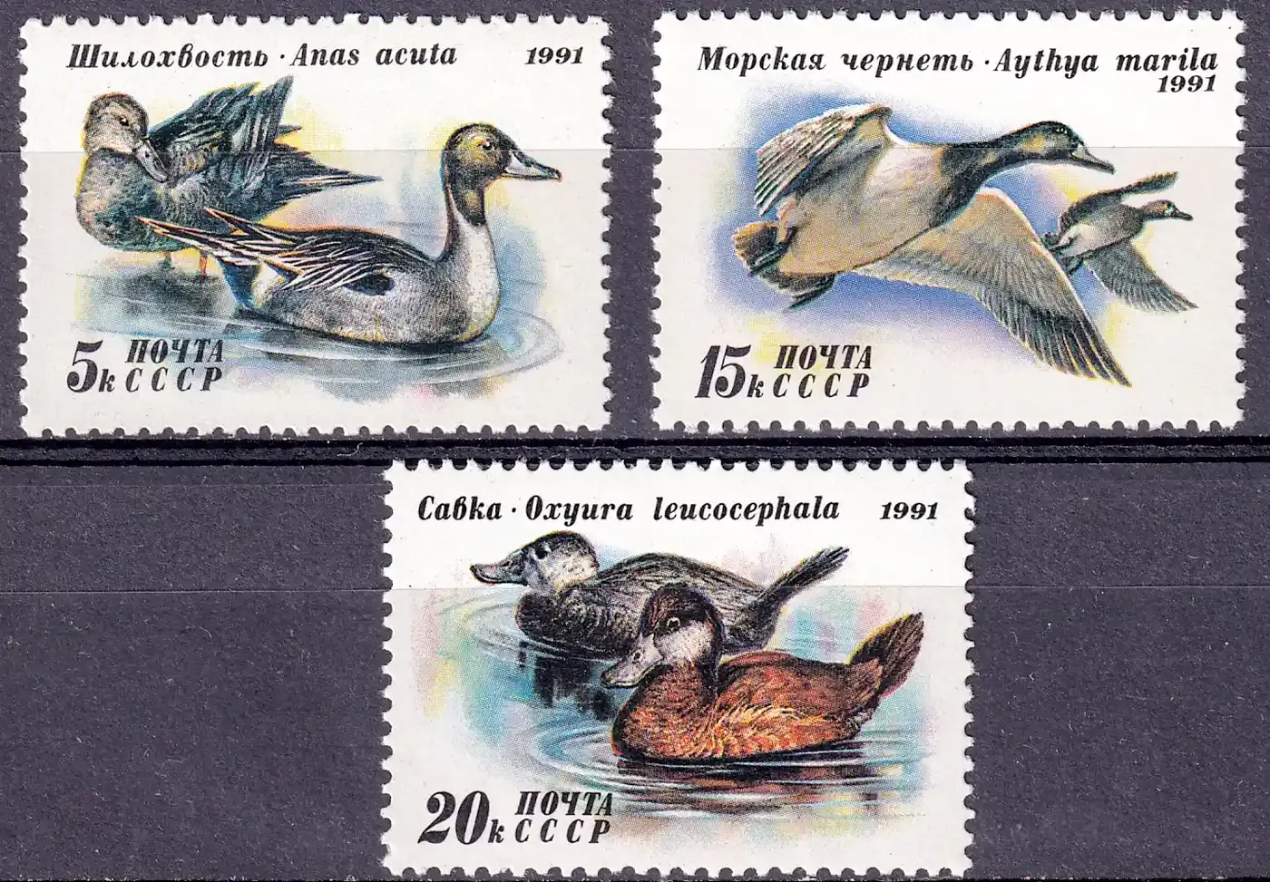 USSR 1991 Ducks. MNH(**) USSR 1991 Ducks. MNH(**)