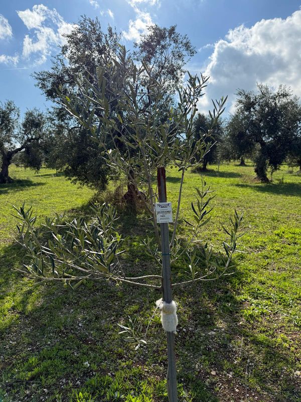 Adopt an Olive Tree