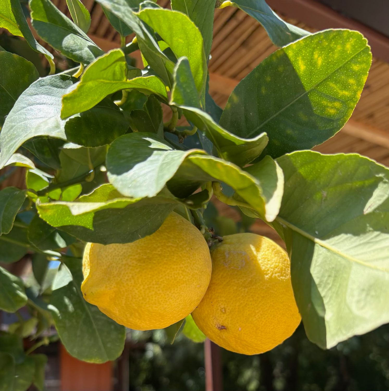 LIMONCELLO CLASS DEPOSIT: SEPTEMBER 24, 2026