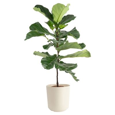 Fiddle Leaf Fig