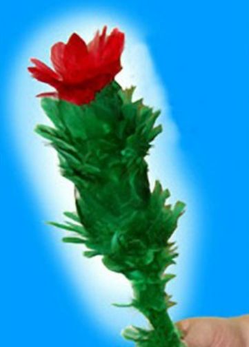 Blooming Flower