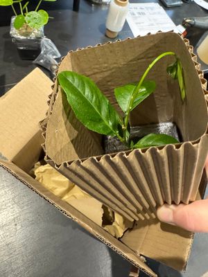 Plant Pass Shipping Supplies