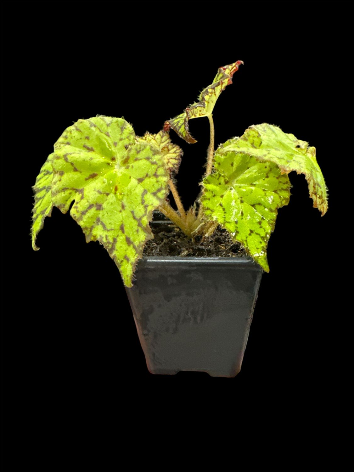 Painted Leaf Begonia