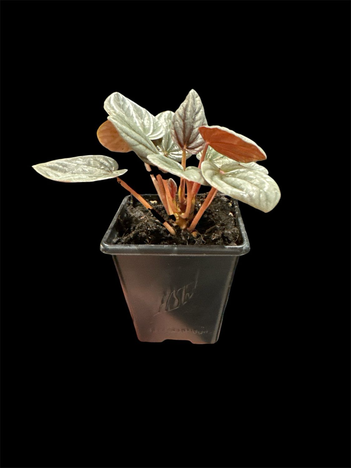 Peperomia