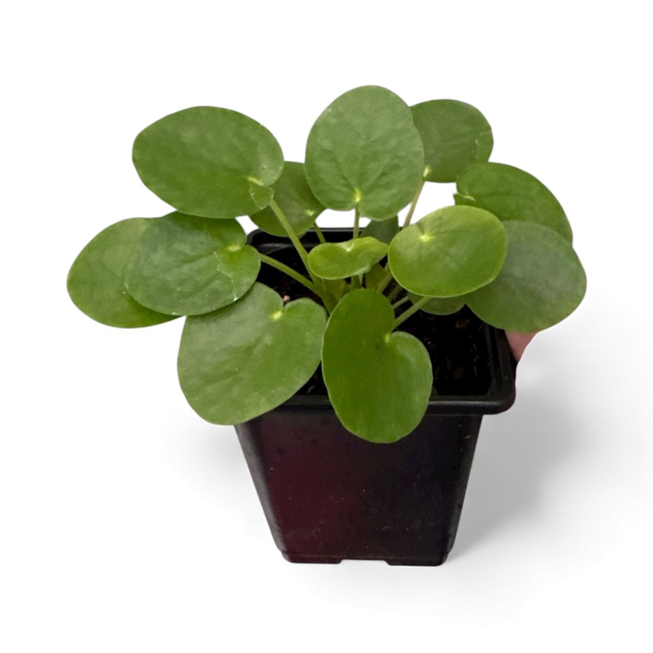 Pilea peperomioides ‘Chinese Money Plant’