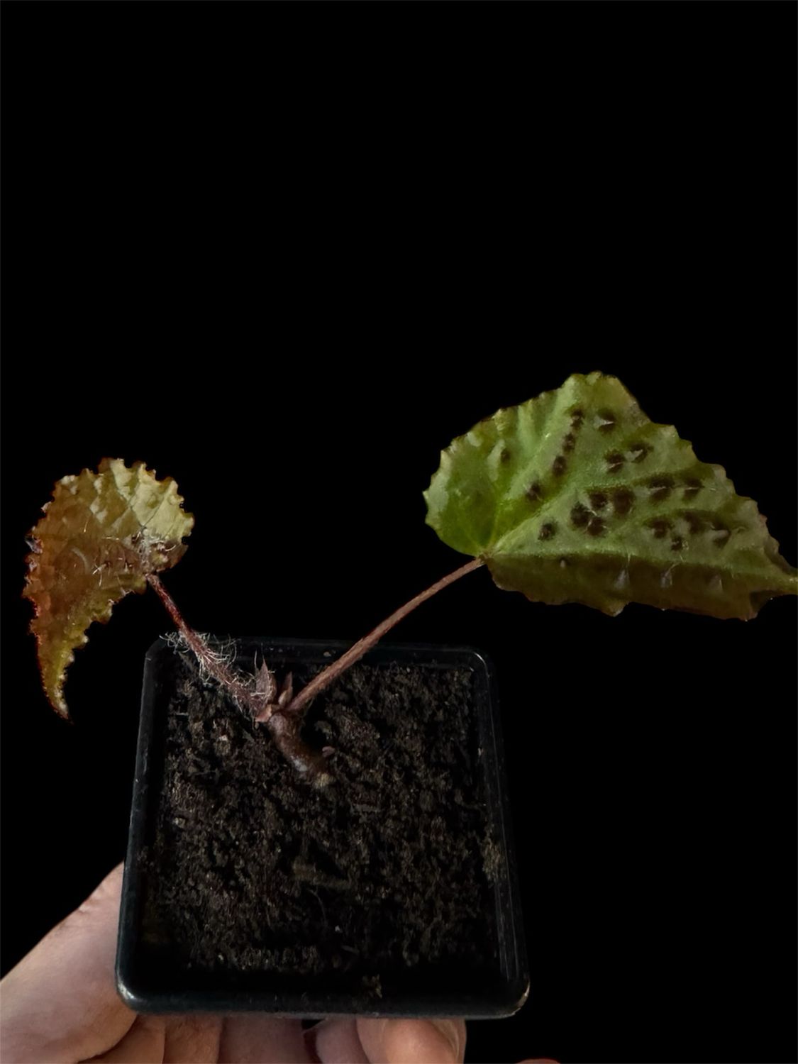 Begonia ‘Ferox’