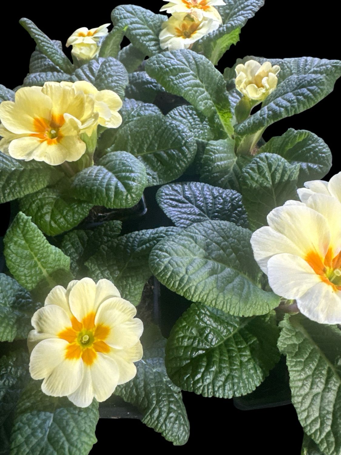 Primrose ‘Everlasting Yellow’