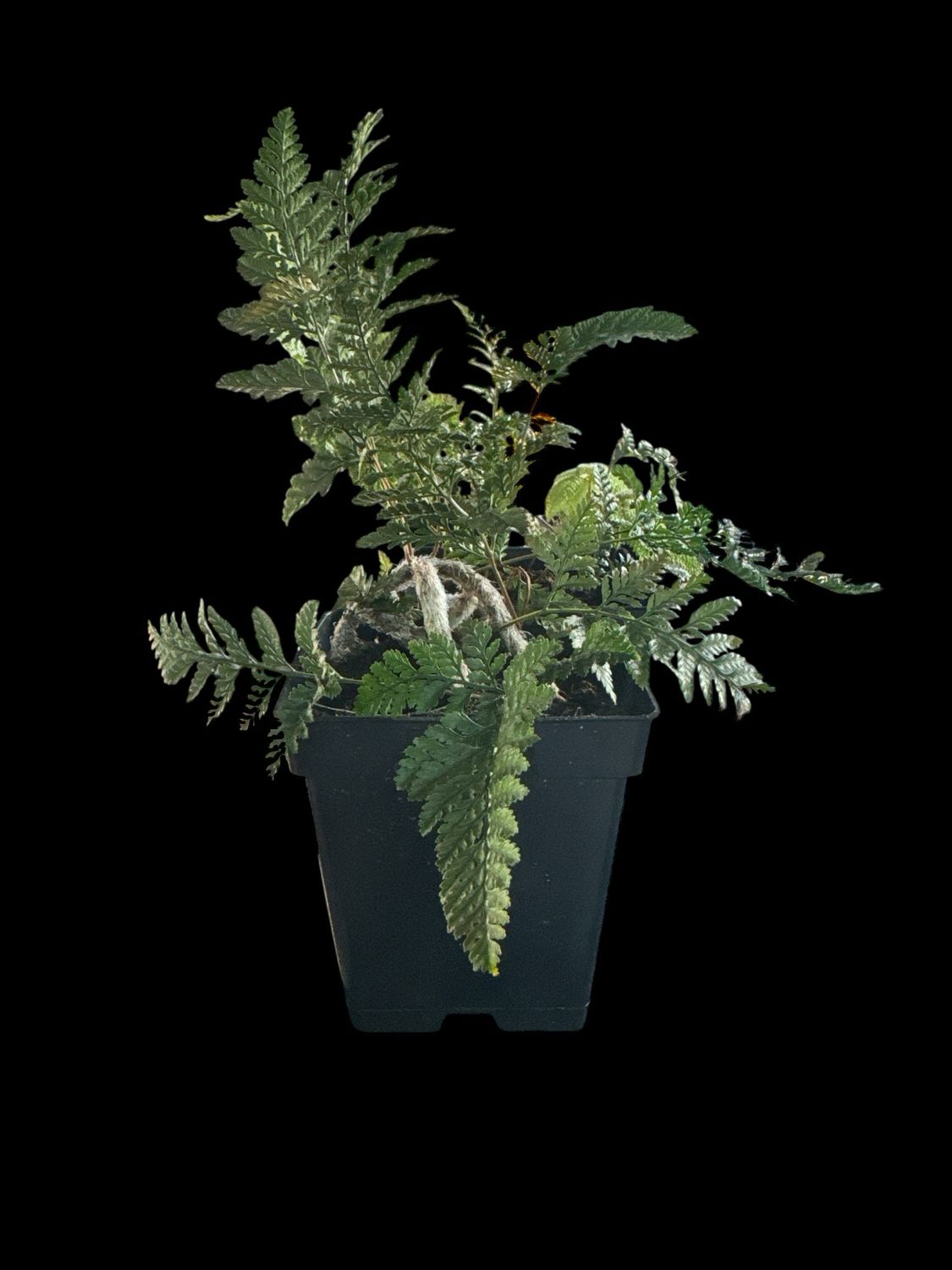 Rabbits foot Fern. 