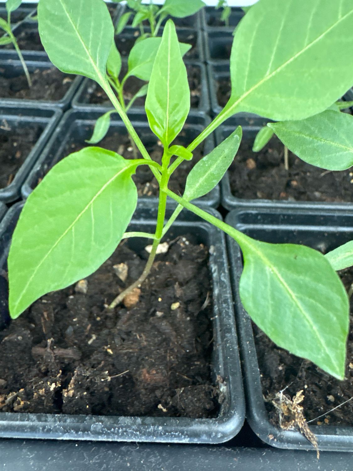 Chocolate chilli seedling la in 7cm pots 