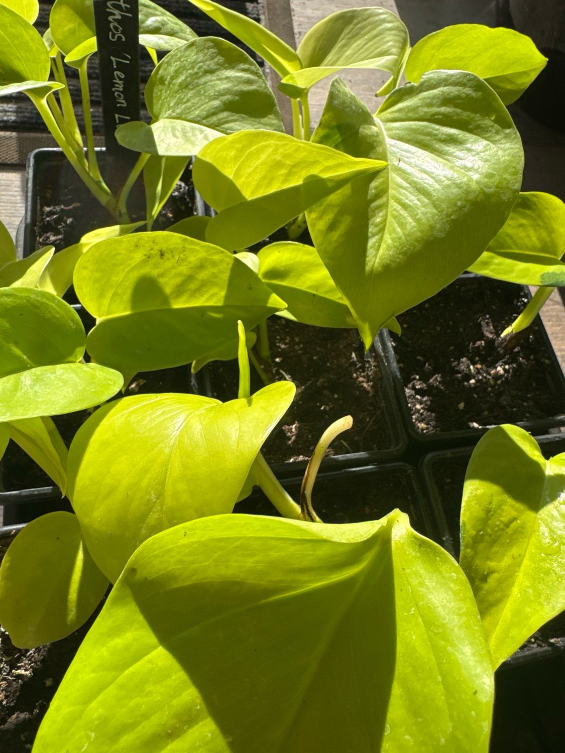 Epipremnum aureum ‘Lemon Lime’.