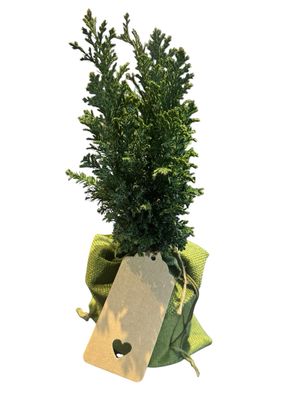 Juniper Bonsai Starter Tree – Plant Pass UK