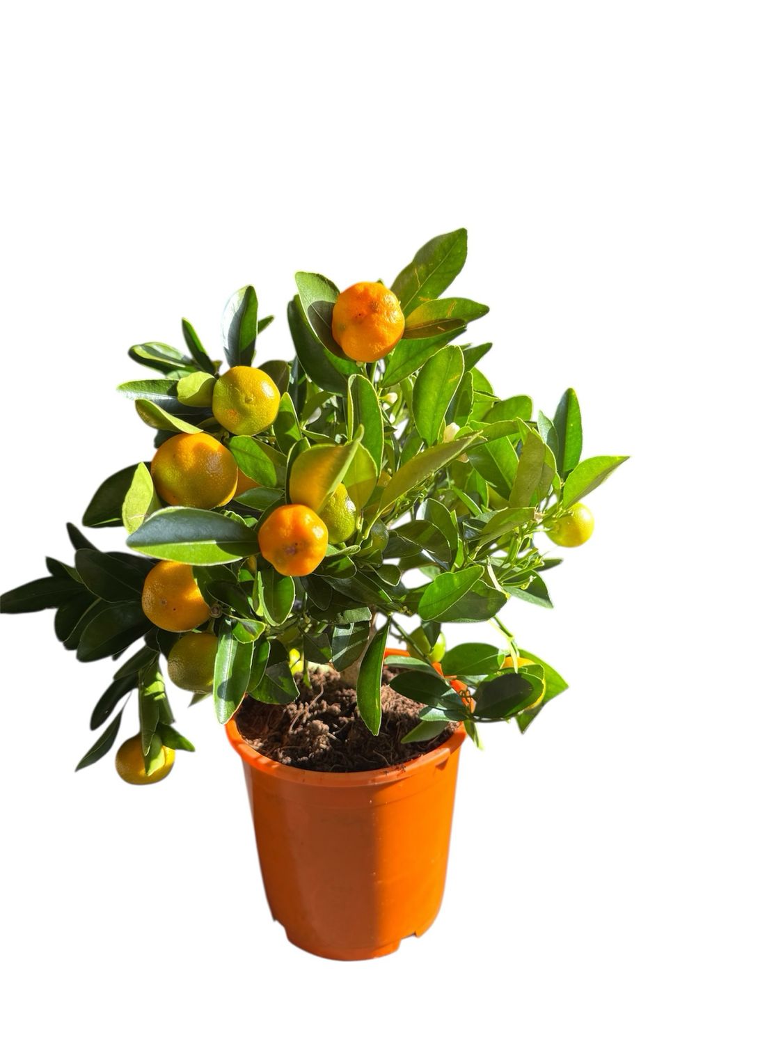 Calamondin Orange Tree – Fruiting Citrus Plant
