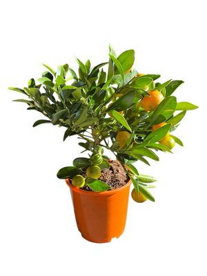 Calamondin Orange Tree – Fruiting Citrus Plant