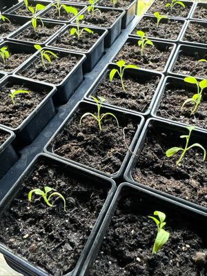 Aubergine seedling in 9cm pots pack of 4