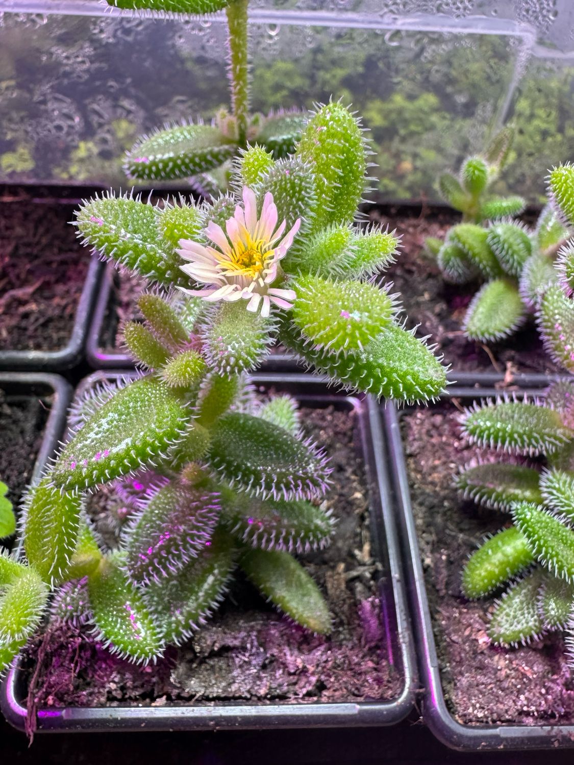 Pickle Plant