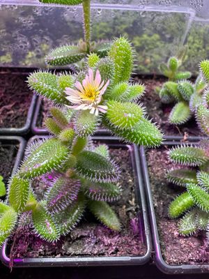 Pickle Plant