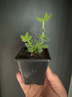Pickle Plant