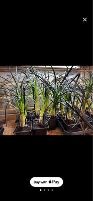 Black grass Ophiopogon planiscapus ‘Nigrescens’