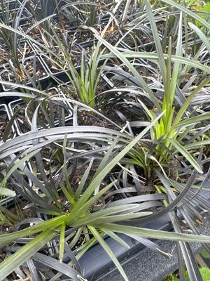 Black grass Ophiopogon planiscapus ‘Nigrescens’