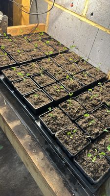 Mimosa pudica sensitive plant 