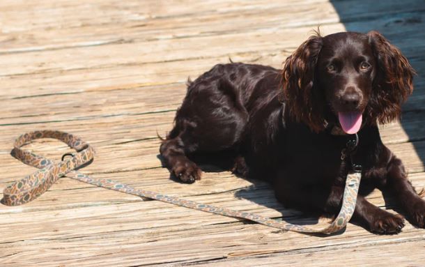 Local Boy Outfitters Dog Leash