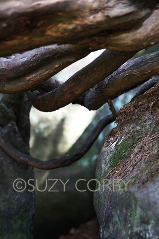Suzy Corby