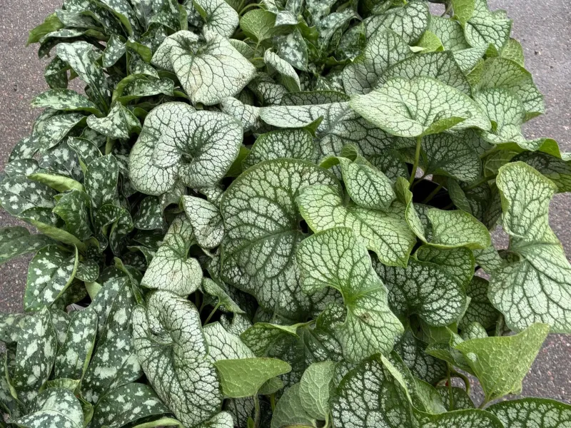 Brunnera macrophylla 'Queen of Hearts' 1 GAL
