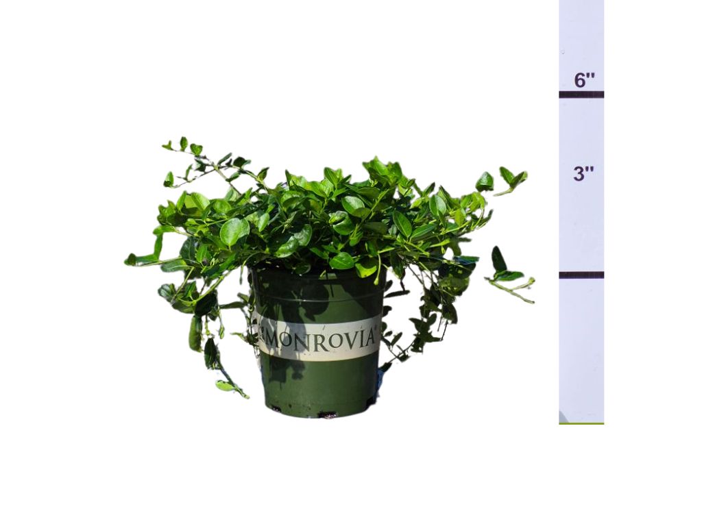 VINCA MINOR - COMMON PERIWINKLE 'BOWLES'