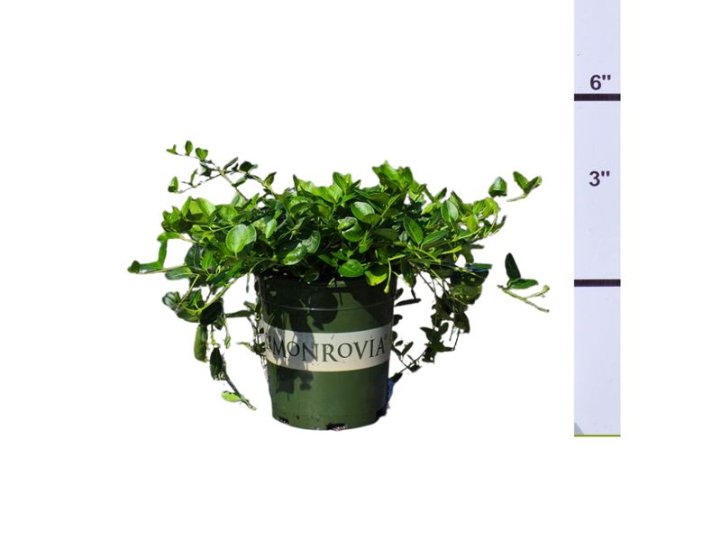 VINCA MINOR - COMMON PERIWINKLE 'BOWLES'