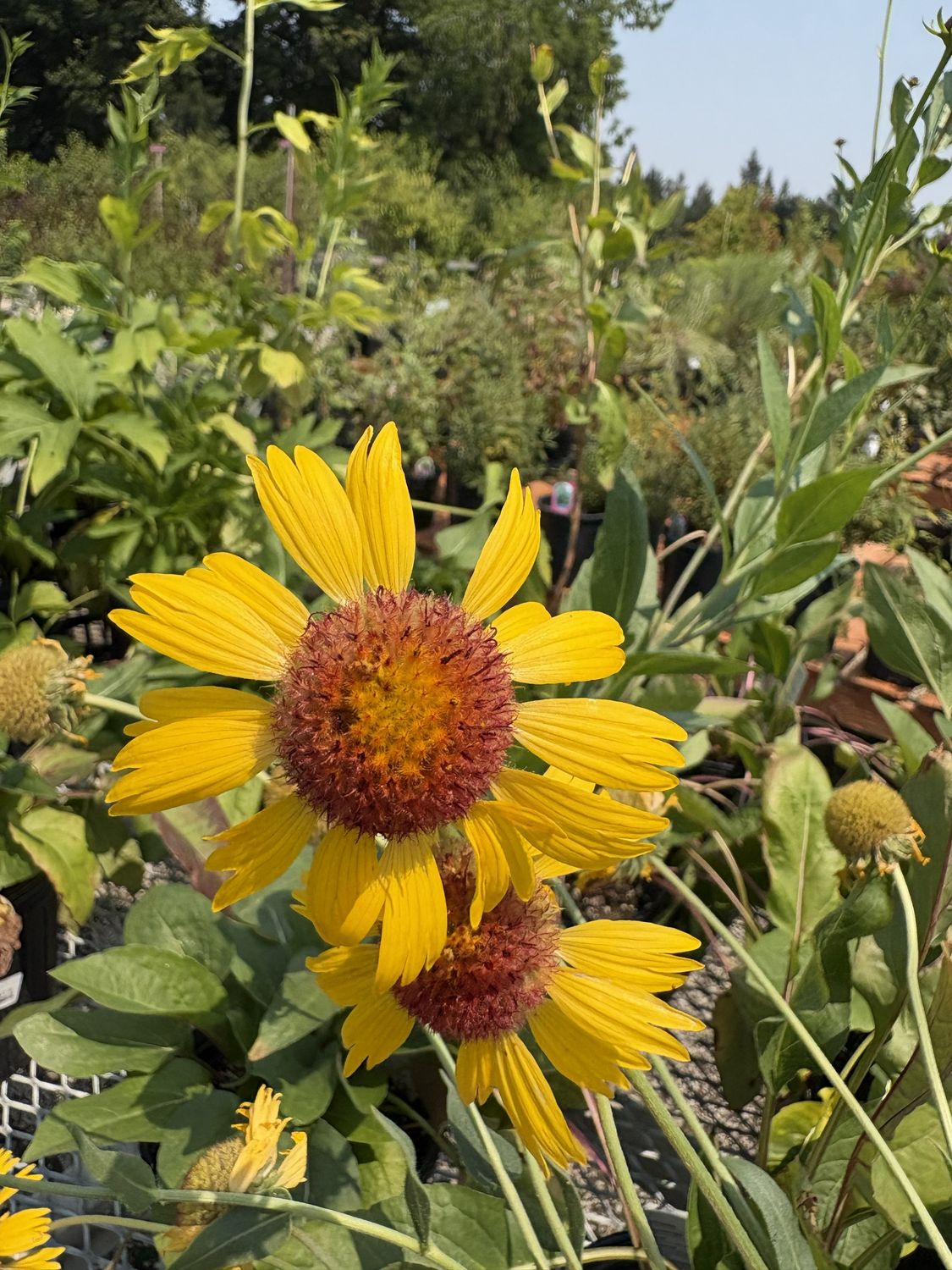 Gaillardia aristata - Meriwether Blanket Flower #1