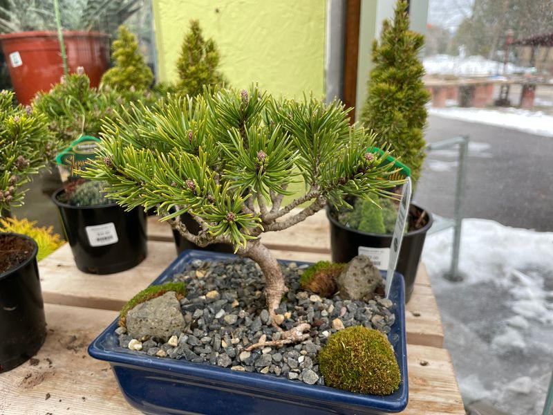 Workshop: Outdoor Bonsais - 03/21/2026 @ 12pm