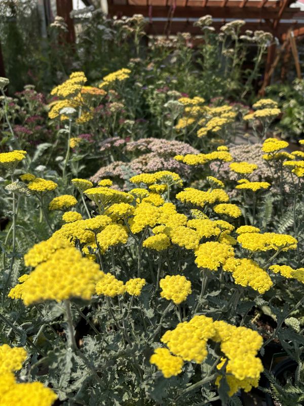 Achillea 'Little Moonshine' 1 GAL