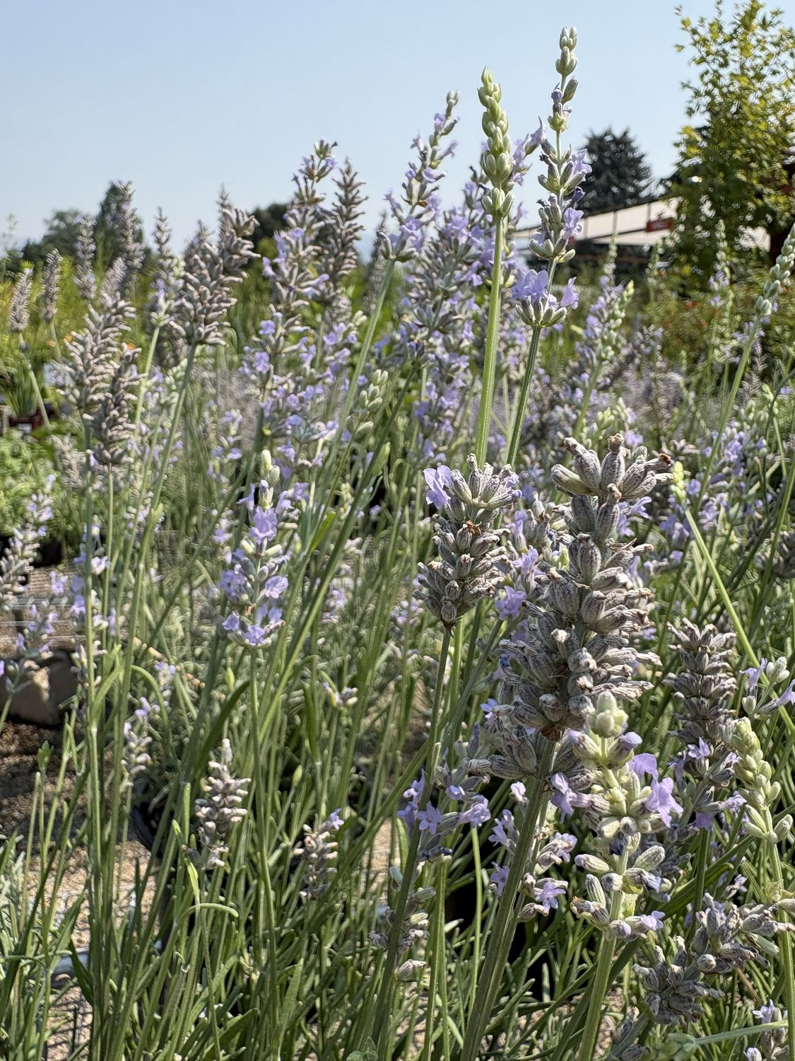 Lavender 4i BR