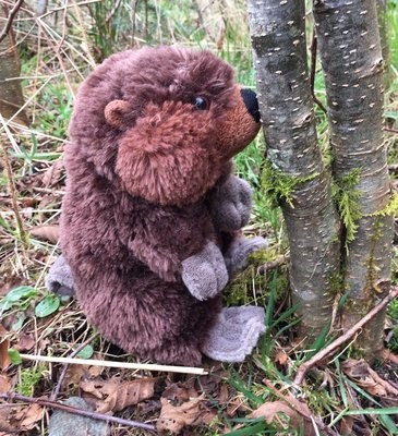 Beaver (20cm)