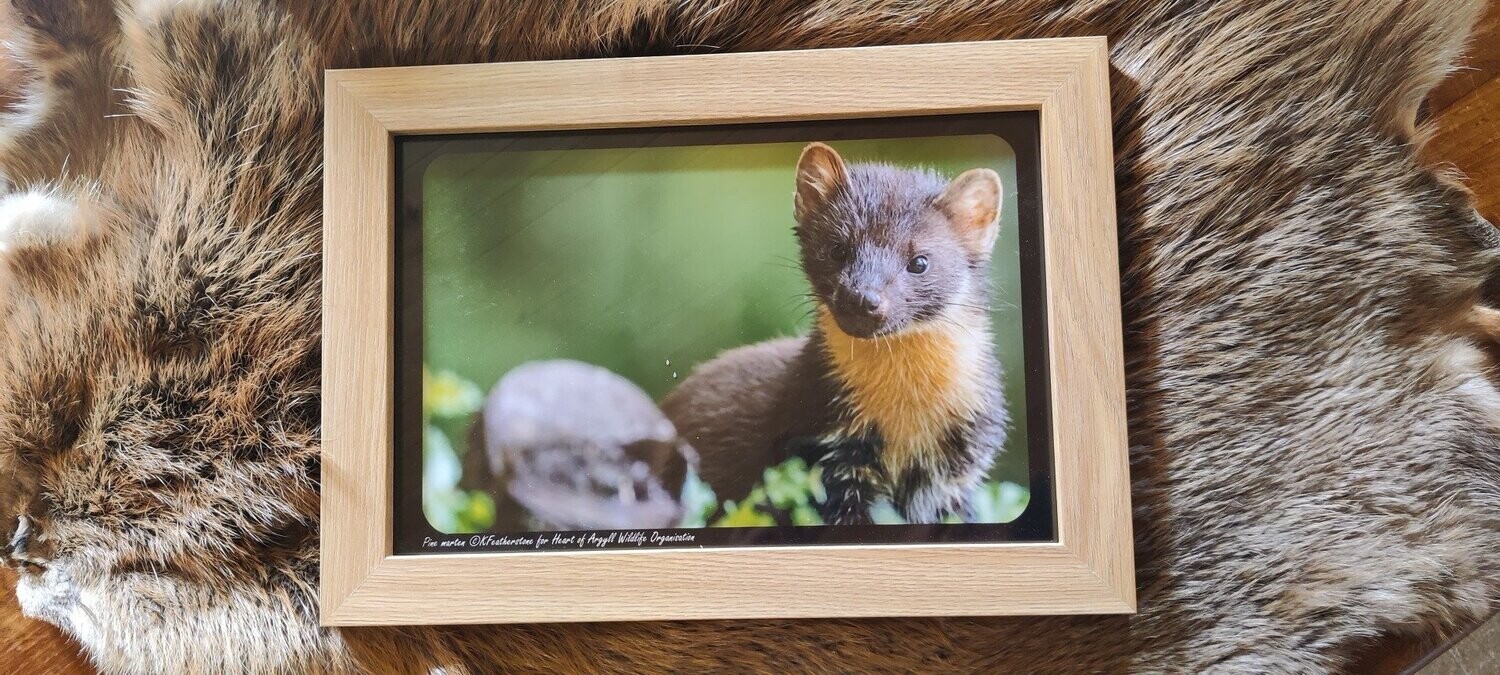 Framed Wildlife Prints