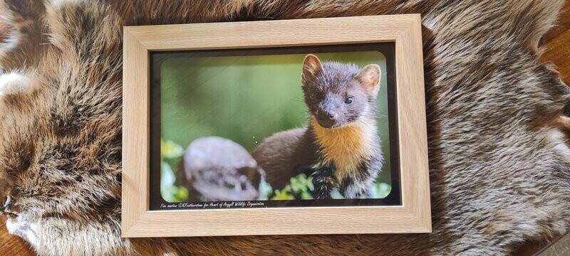 Framed Wildlife Prints