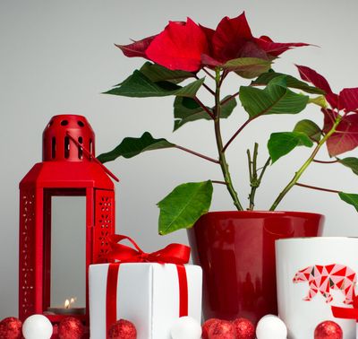 Cajas Regalo BRUMALIS