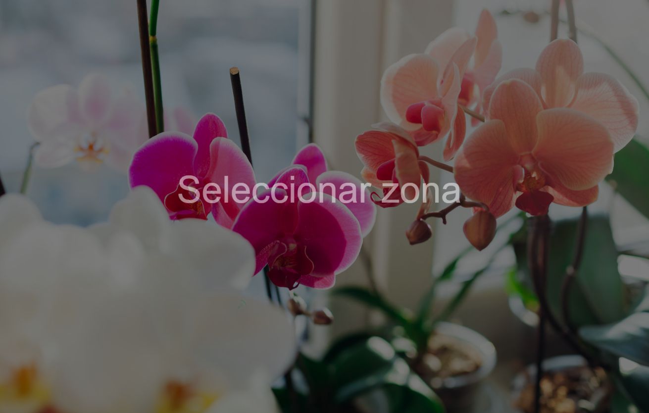 Orquídea Phalaenopsis Premium