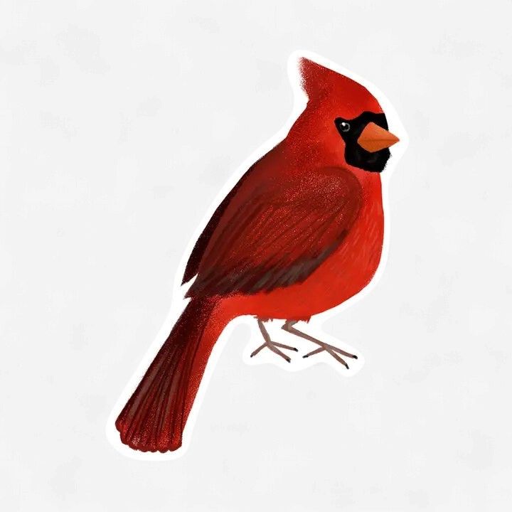 Cardinal Vinyl Sticker