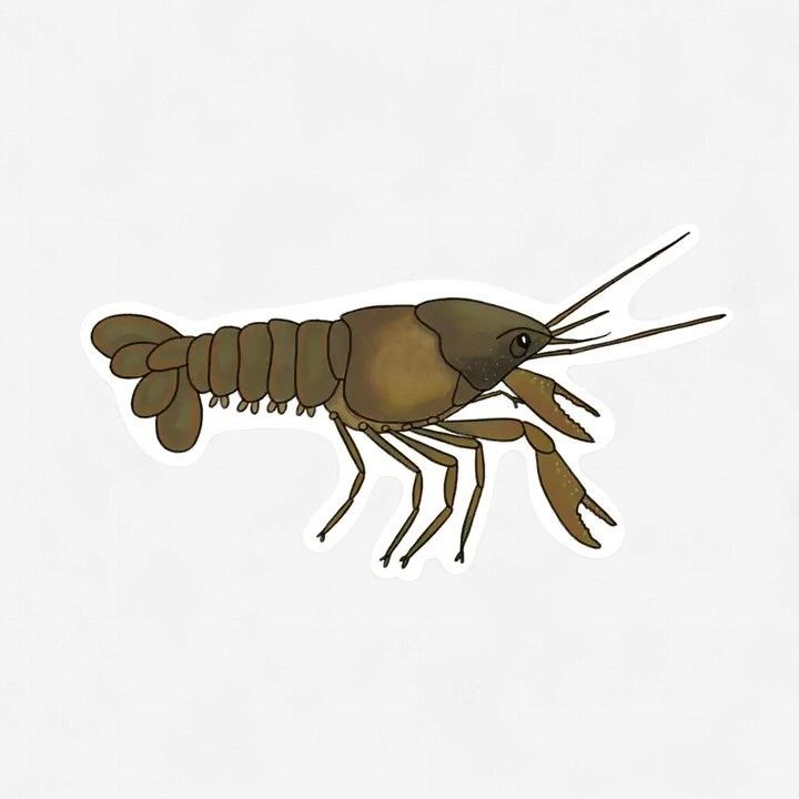 Maumee Crayfish Sticker